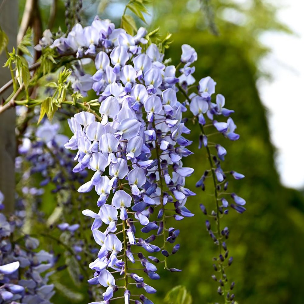 Glicina (Wisteria) cataratoare Black Dragon, cu flori albastre-violet