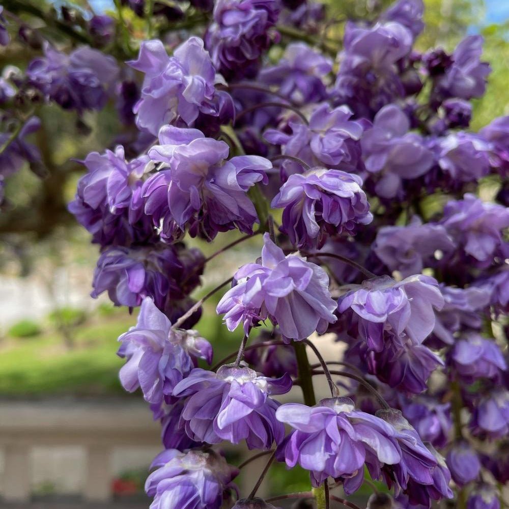 Glicina (Wisteria) cataratoare Black Dragon, cu flori albastre-violet