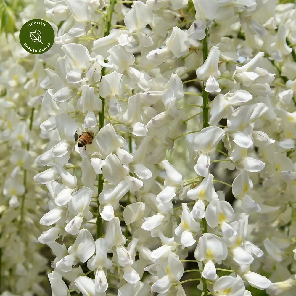 Glicina (Wisteria) cataratoare Kapitan Fui cu flori albe - Tip Copac