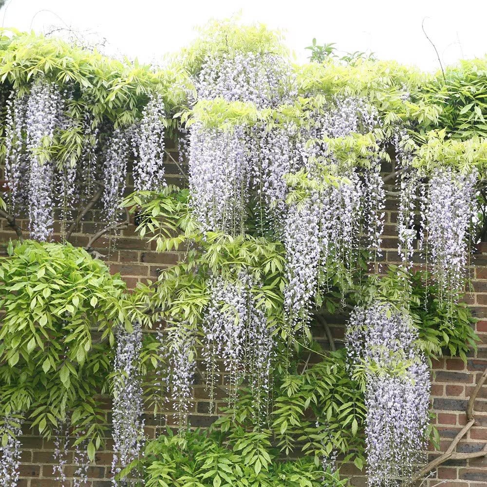 Glicina (Wisteria) cataratoare, cu flori albe