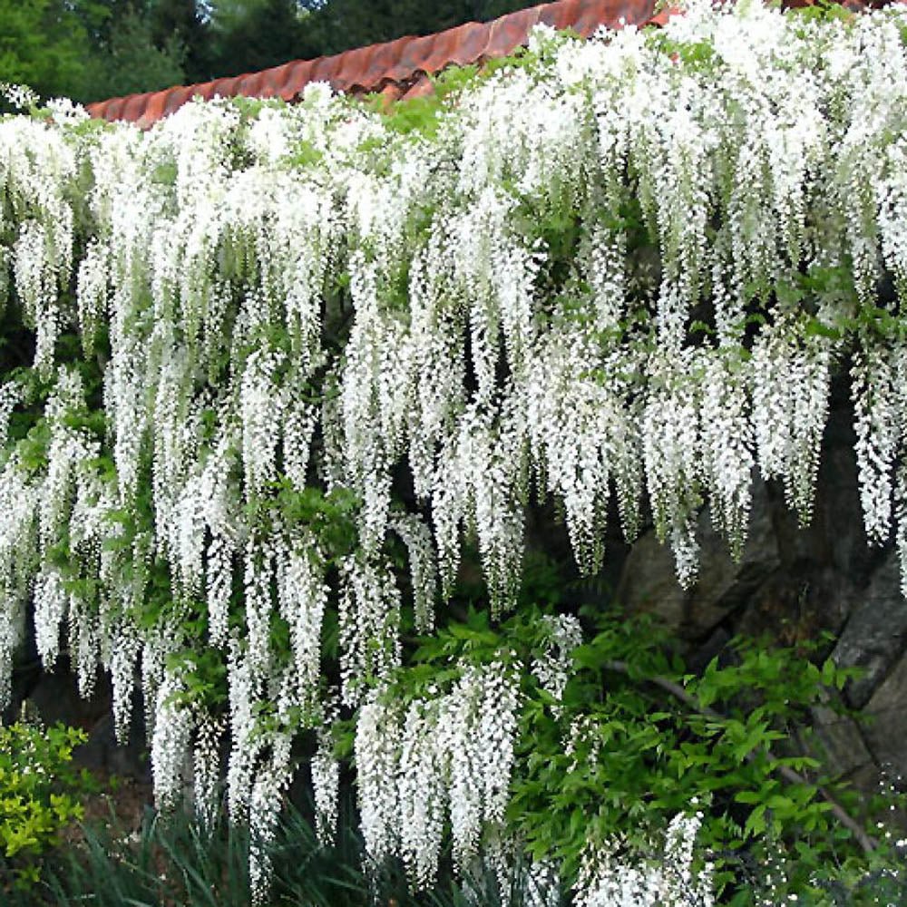 Glicina (Wisteria) cataratoare, cu flori albe