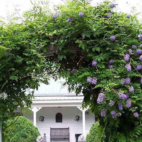 Glicina (Wisteria) cataratoare Amethyst Falls, cu flori mov albastru