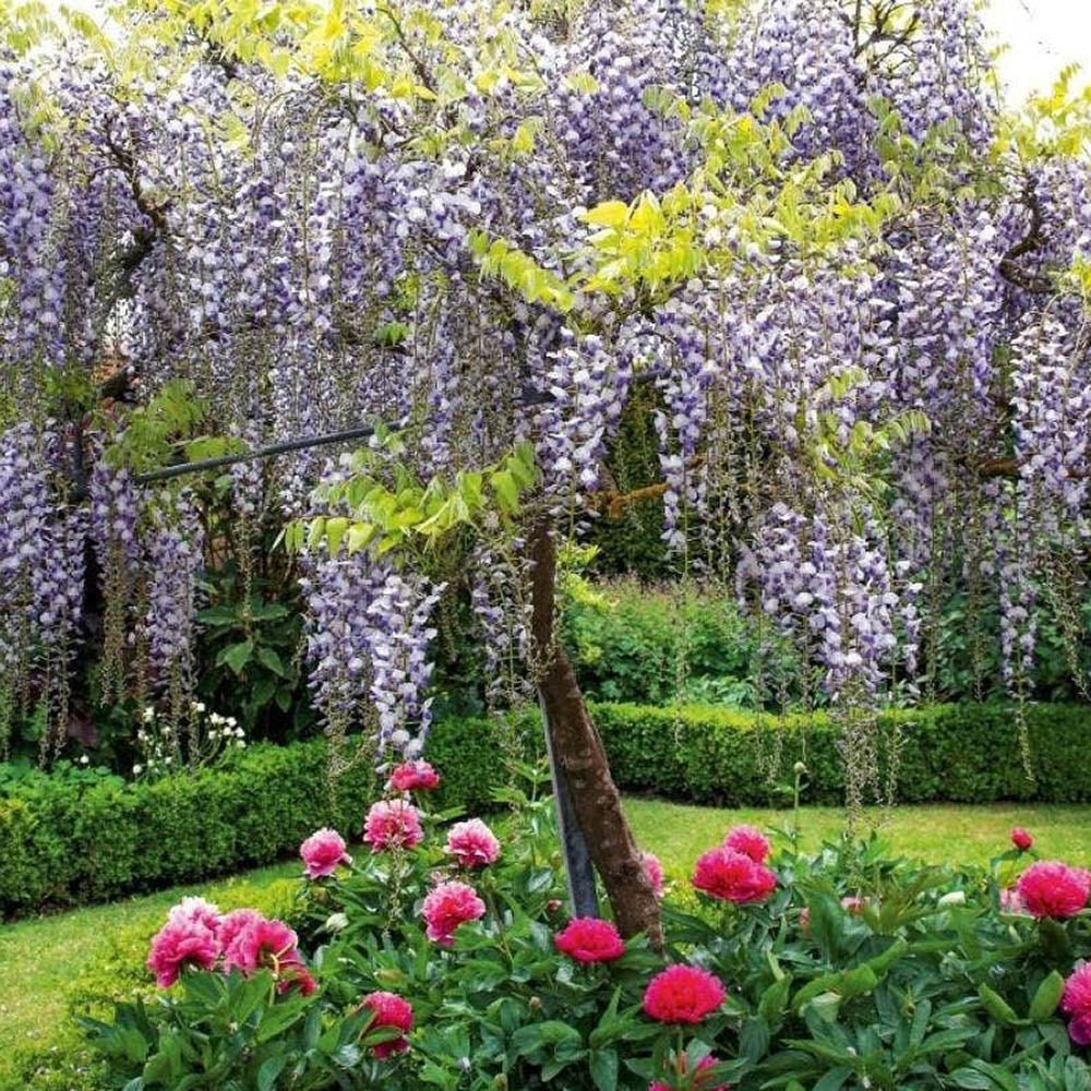 Glicina (Wisteria) cataratoare Yokohama Fuyi cu flori mov - Tip Copac