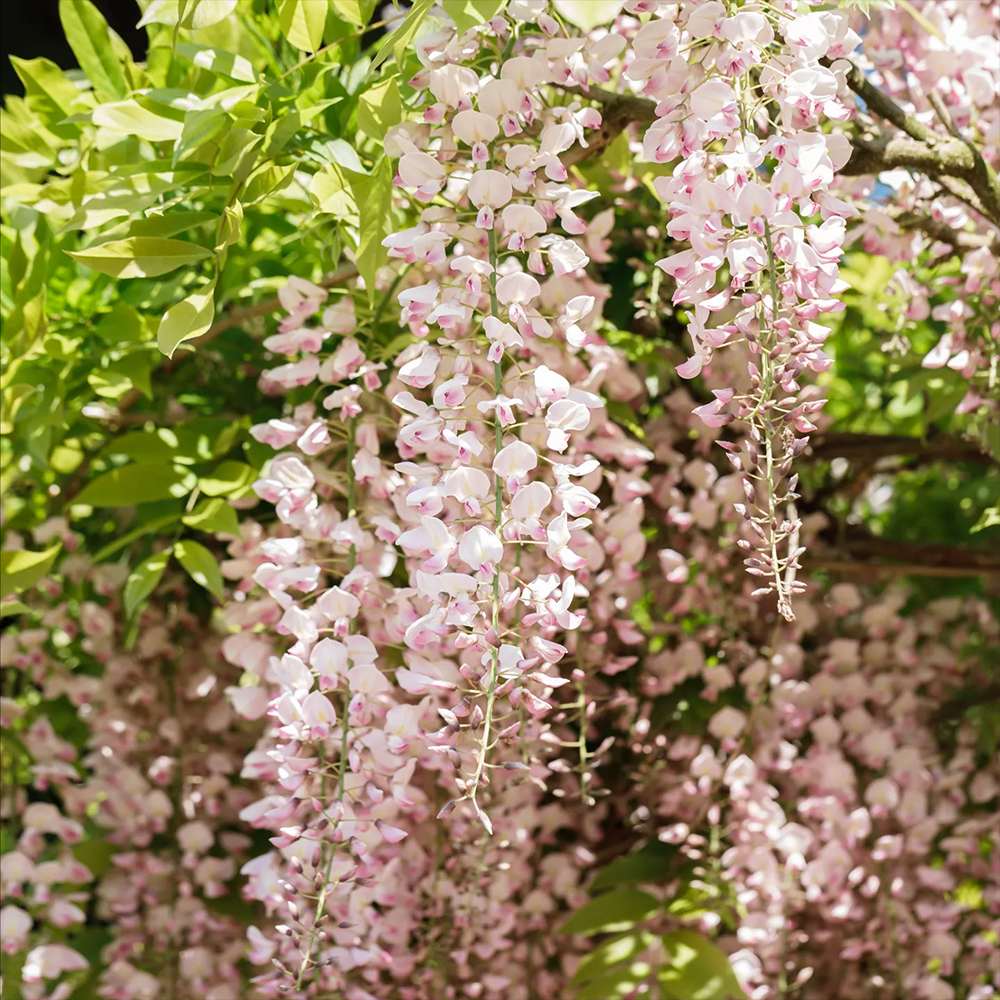 Glicina (Wisteria) cataratoare Honbeni cu flori roz - Tip Copac