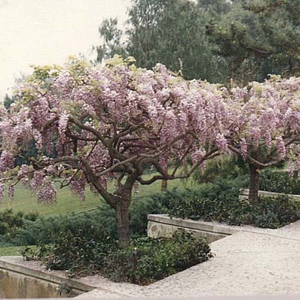 Glicina (Wisteria) cataratoare Honbeni cu flori roz - Tip Copac