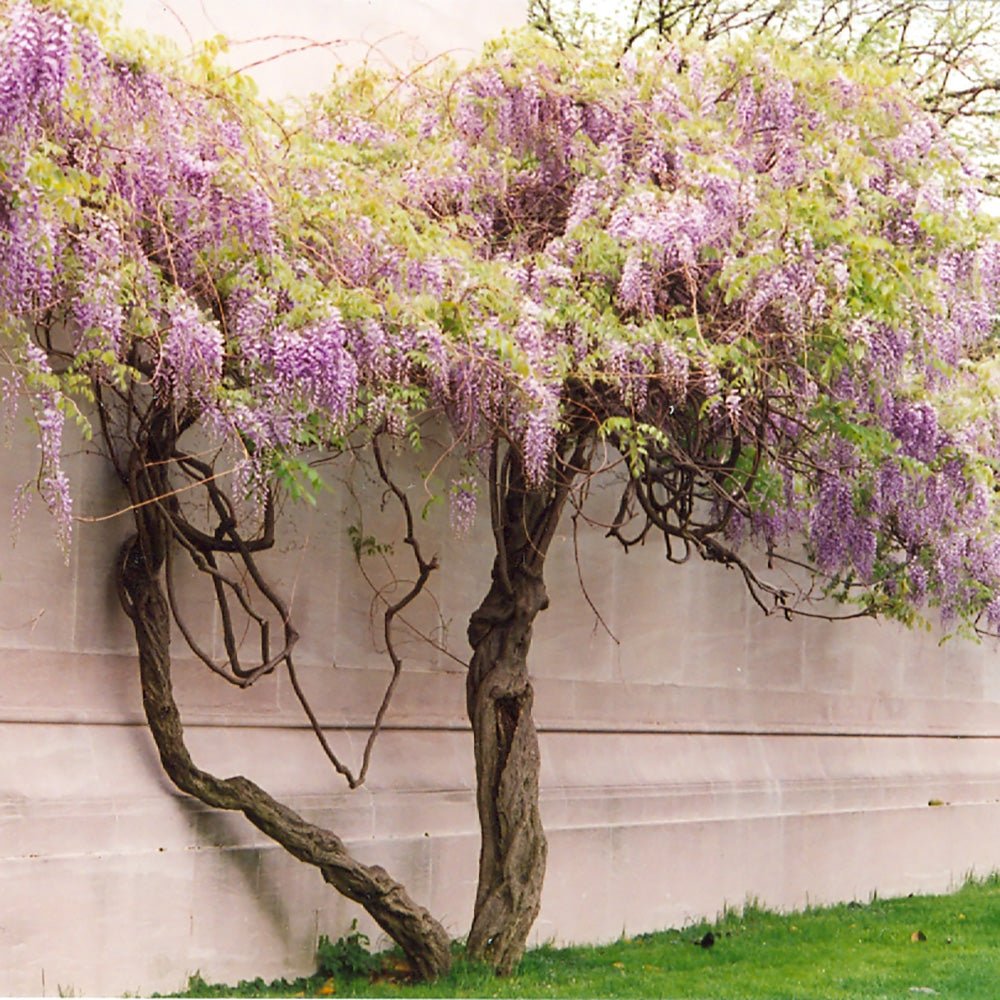 Glicina cataratoare cu flori rozi (Wisteria floribunda Rosea) - VERDENA-65 cm inaltime la livrare in ghiveci de 2 L