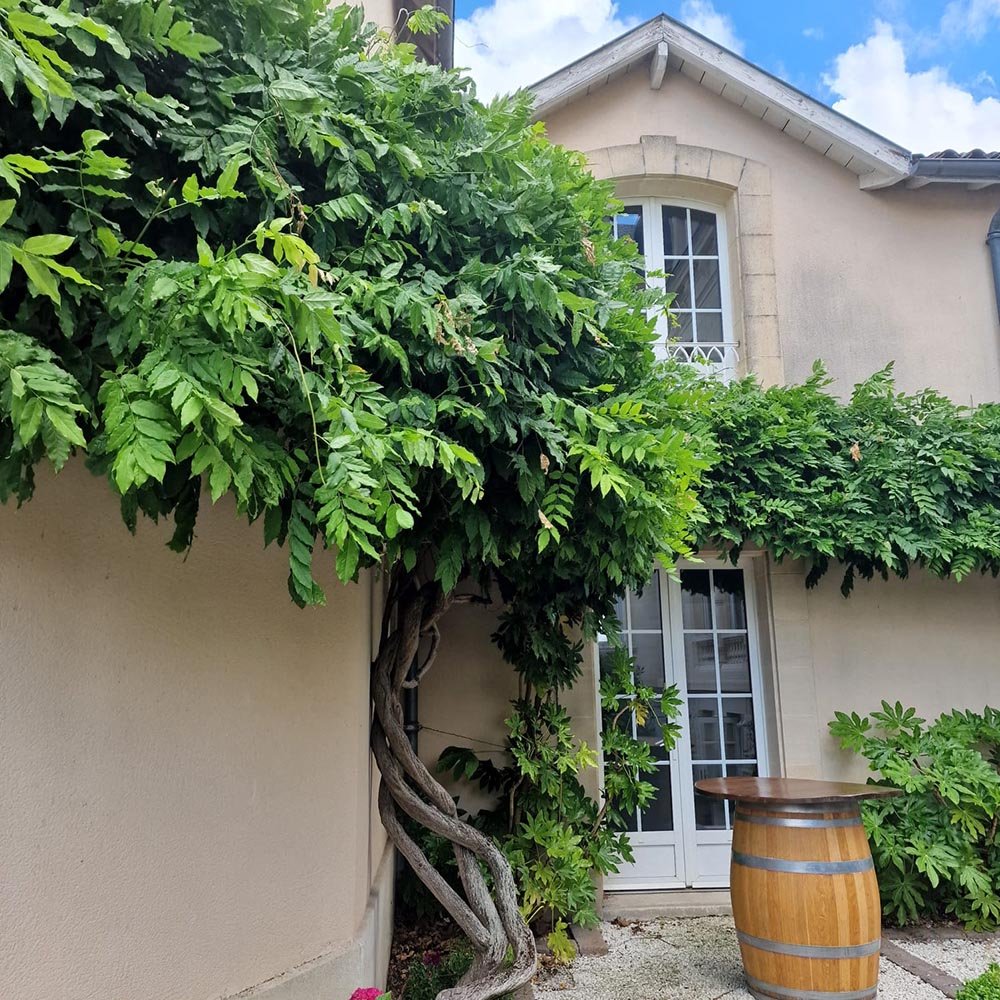 Glicina (Wisteria) cataratoare Sinensis Prolific, cu flori mov