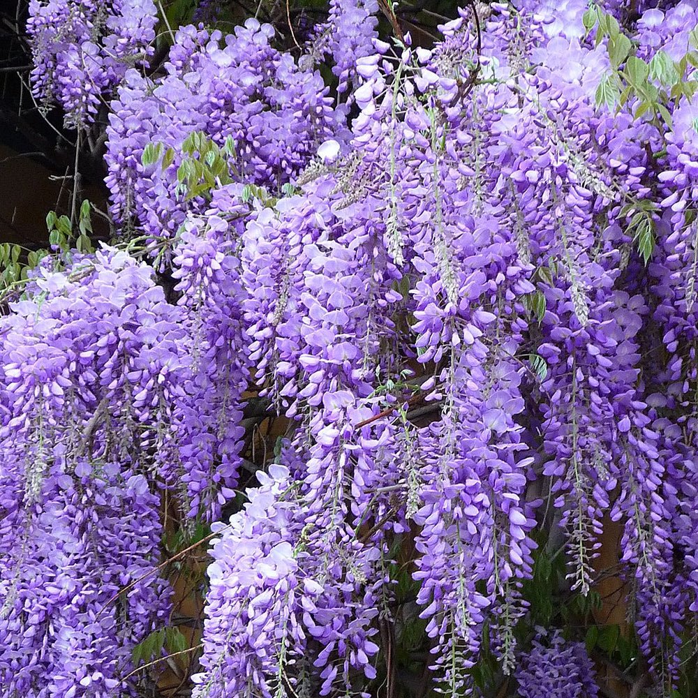 Glicina (Wisteria) cataratoare Naga Noda, cu flori albastre-violet