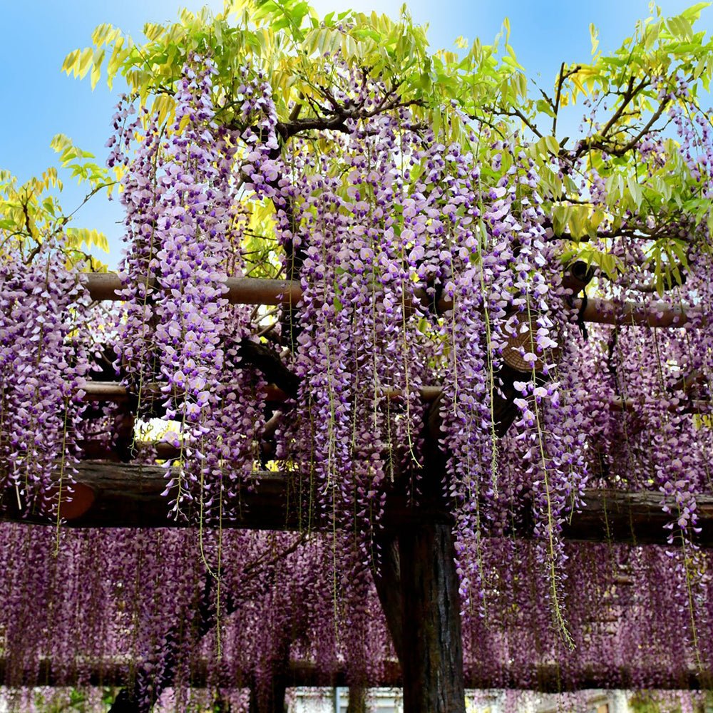 Glicina (Wisteria) cataratoare Naga Noda, cu flori albastre-violet