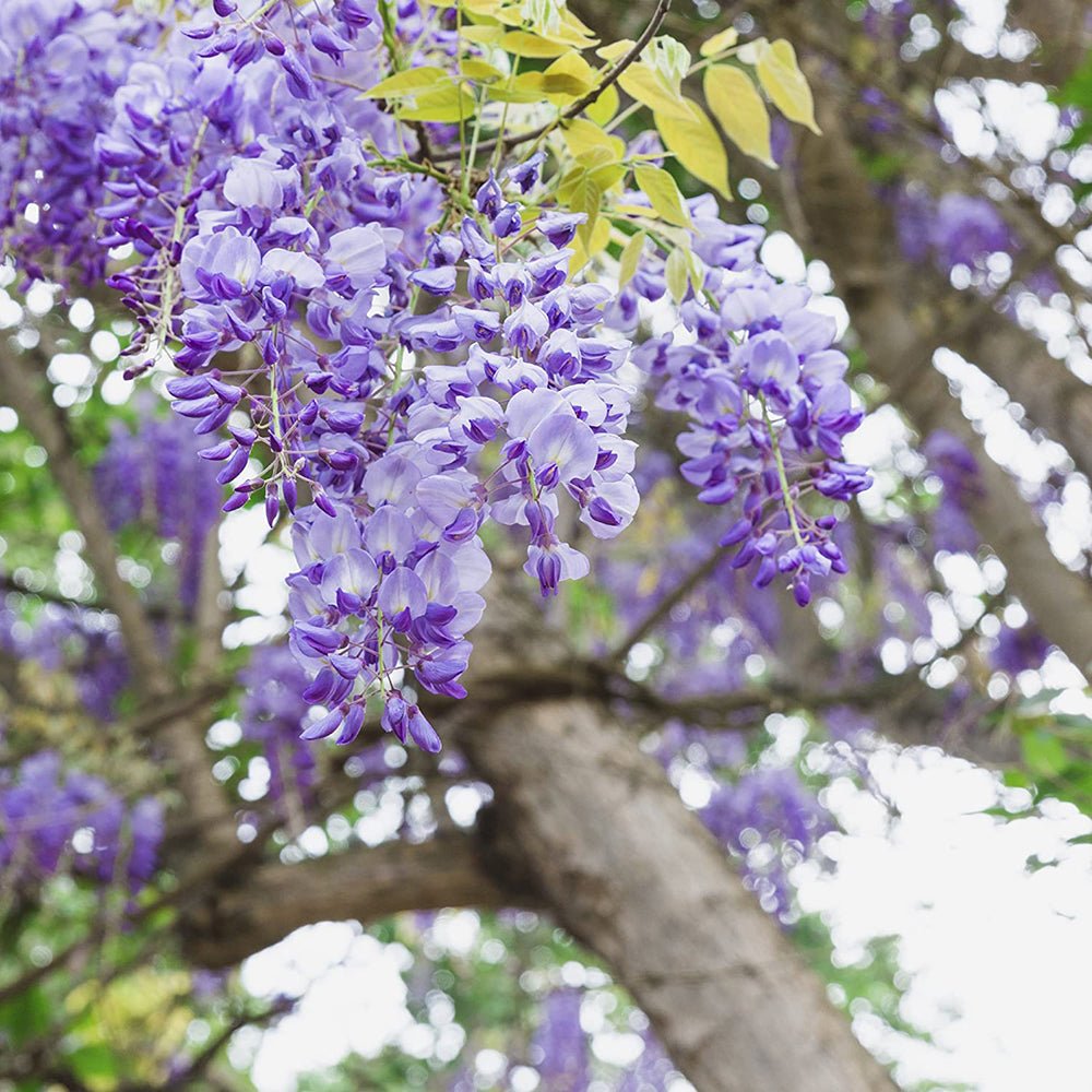 Glicina (Wisteria) cataratoare Naga Noda, cu flori albastre-violet