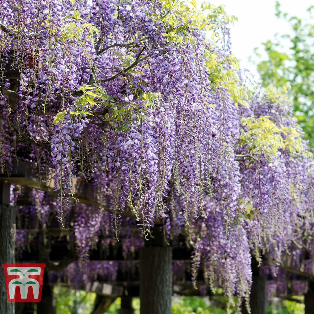 Glicina (Wisteria) cataratoare Issai Perfect, cu flori violet-deschis