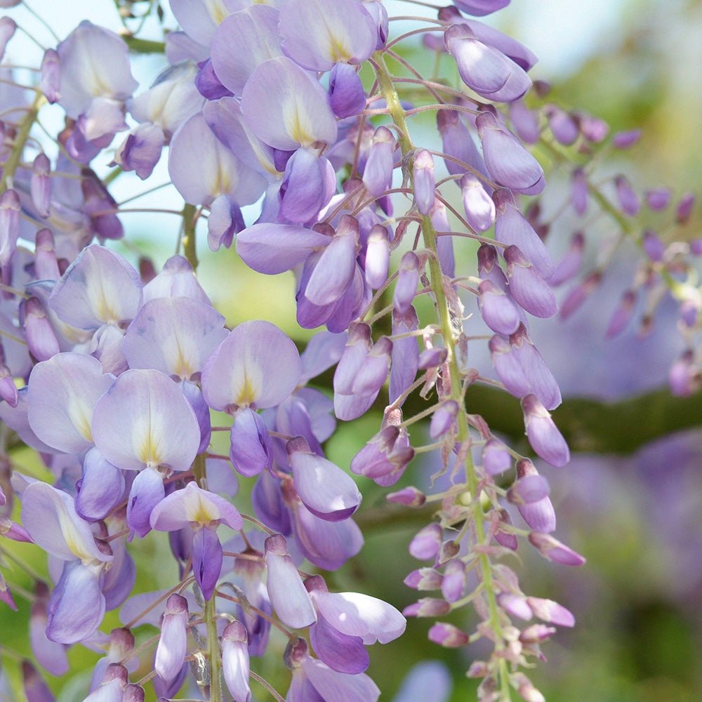 Glicina (Wisteria) cataratoare Issai Perfect, cu flori violet-deschis