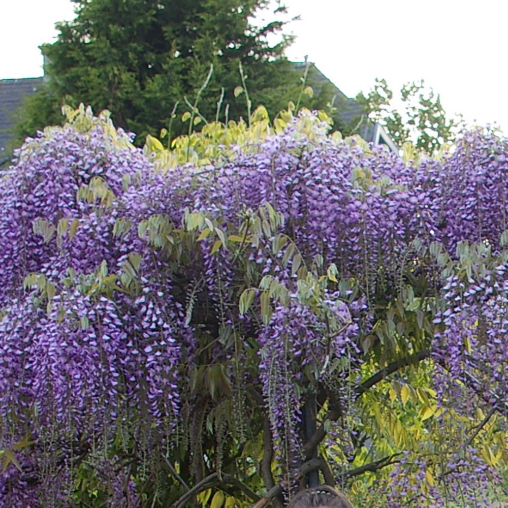 Glicina (Wisteria) cataratoare Issai Perfect, cu flori violet-deschis
