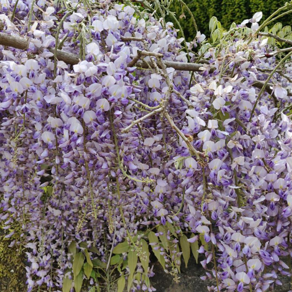 Glicina (Wisteria) cataratoare Issai Perfect, cu flori violet-deschis