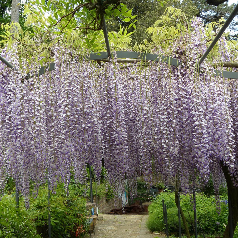 Glicina (Wisteria) cataratoare Issai Perfect, cu flori violet-deschis