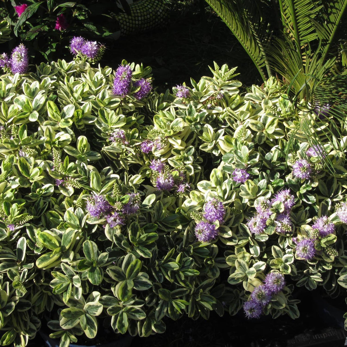 Hebe Addenda Golden Katrina