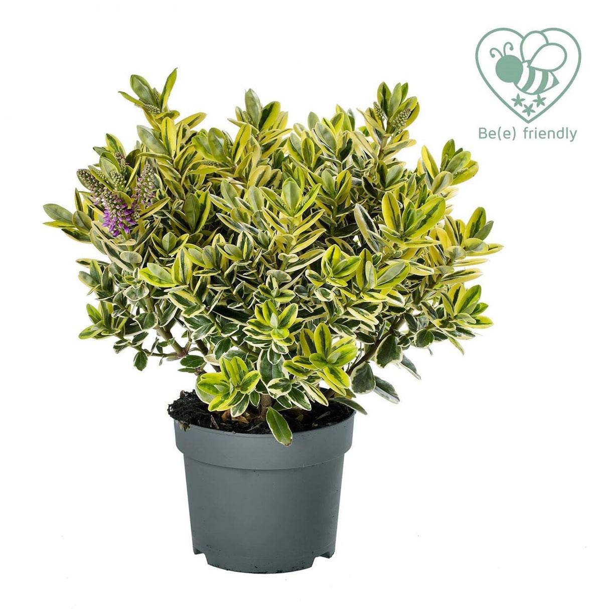 Hebe Addenda Golden Katrina