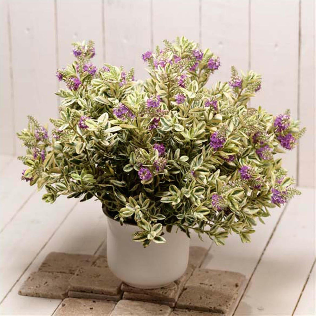 Hebe Addenda Golden Katrina