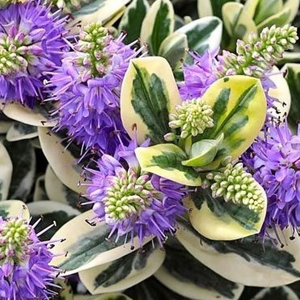 Hebe Addenda Golden Katrina