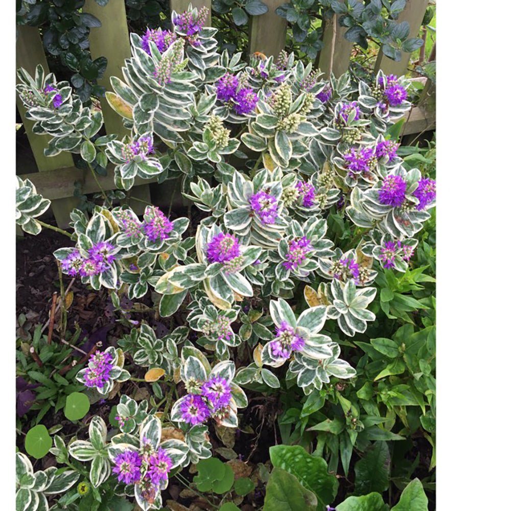 Hebe Addenda Golden Katrina