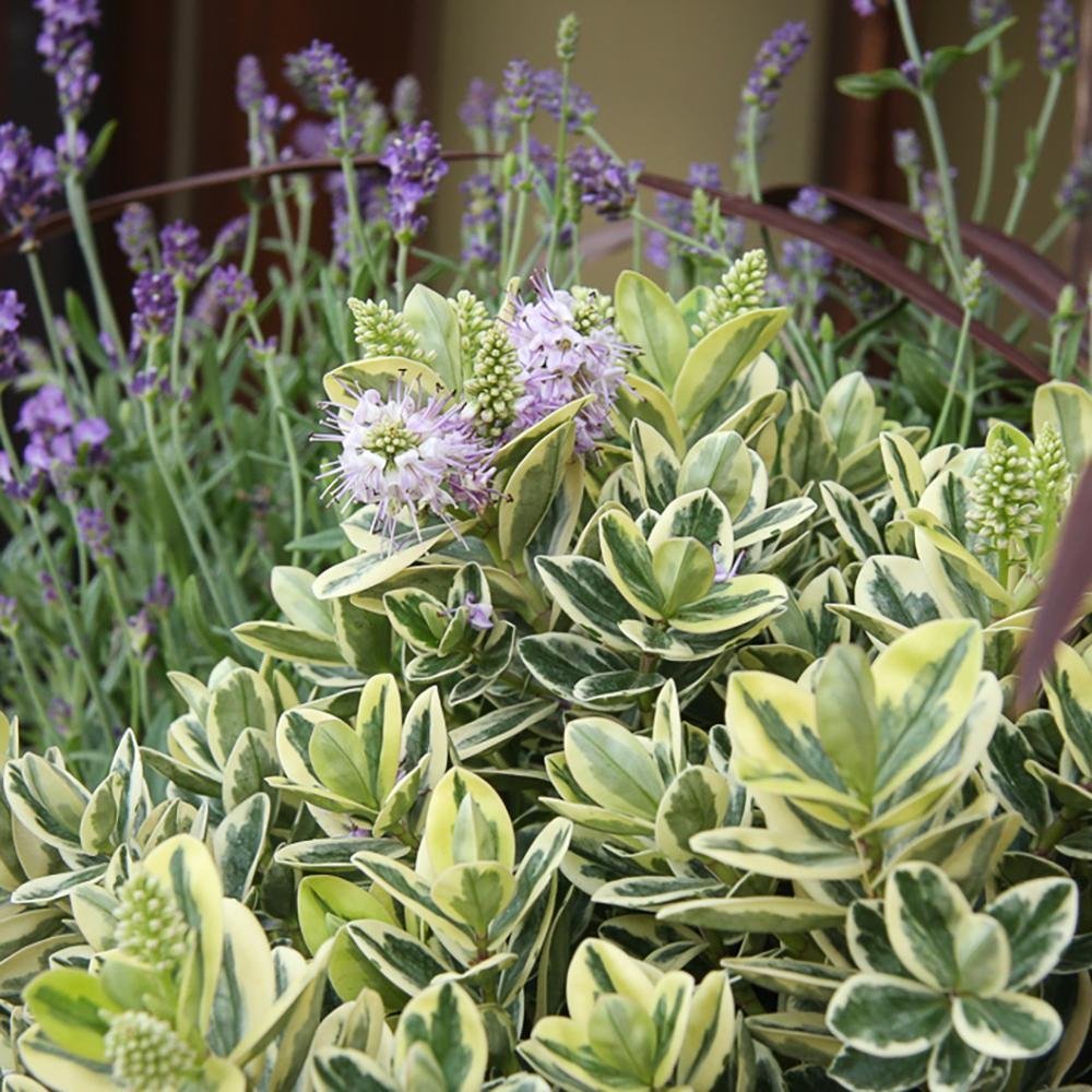 Hebe Addenda (Mix In Ghiveci)