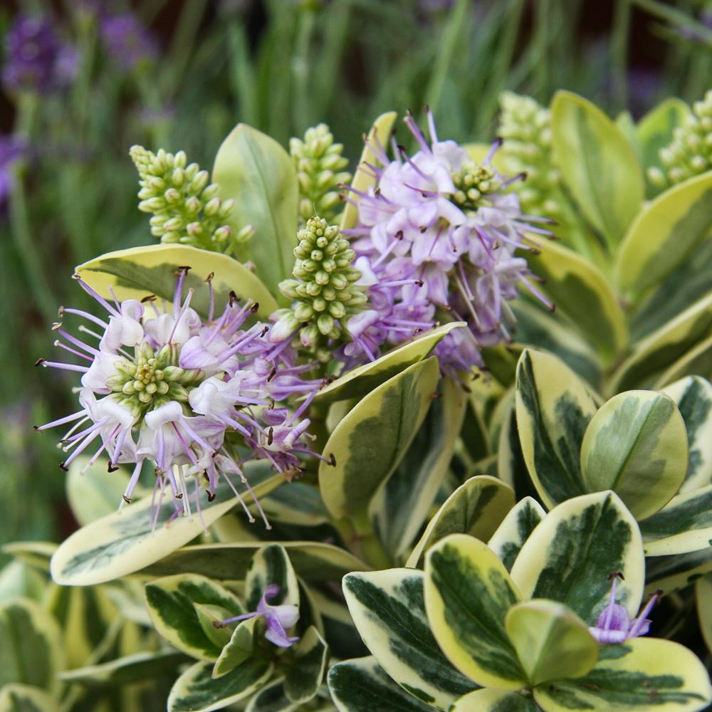 Hebe Addenda (Mix In Ghiveci)