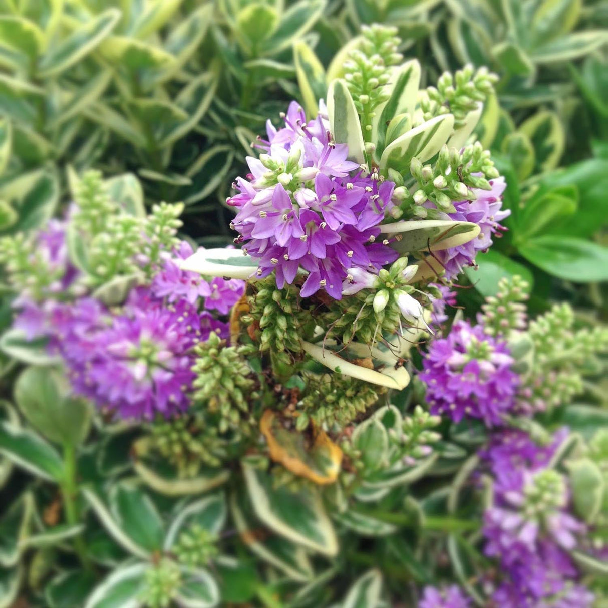 Hebe Addenda (Mix In Ghiveci)