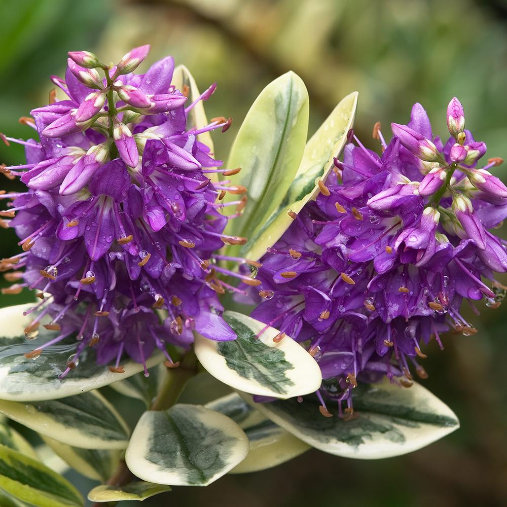 Hebe Addenda Tricolor