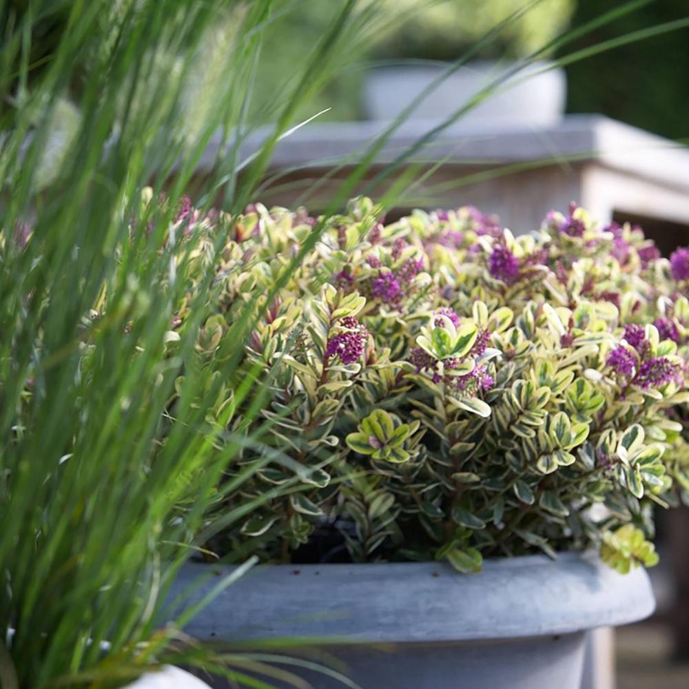 Hebe Addenda Tricolor