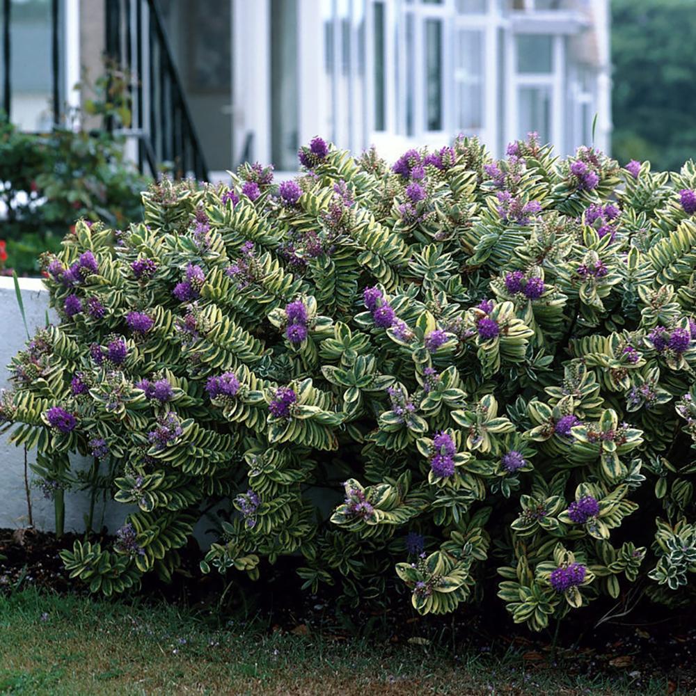 Hebe Addenda Tricolor