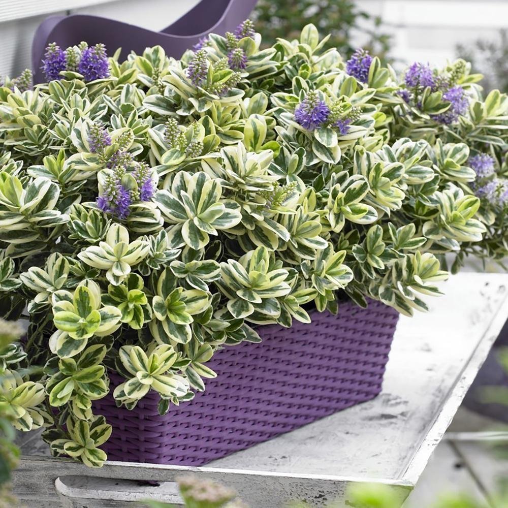 Hebe Addenda Tricolor