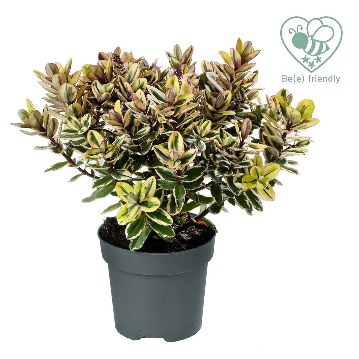 Hebe Addenda Tricolor