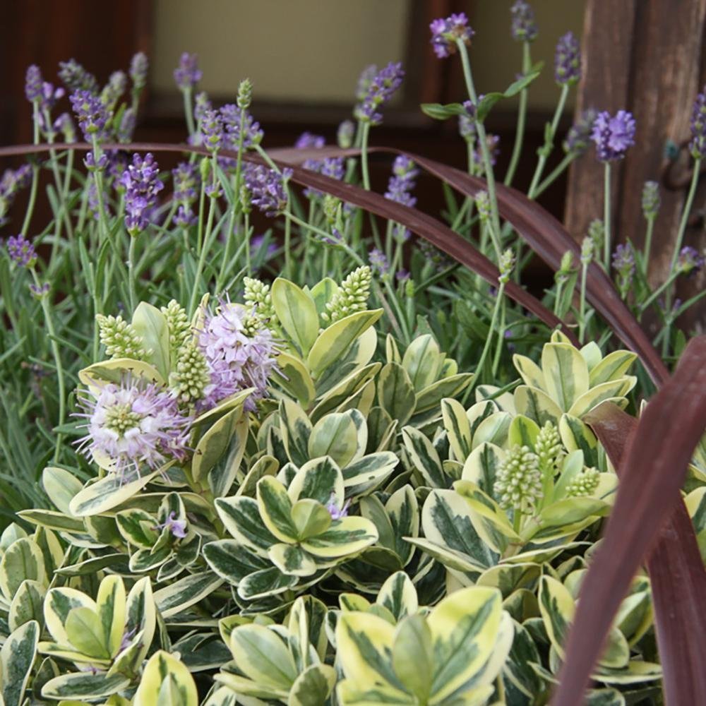 Hebe Addenda Tricolor