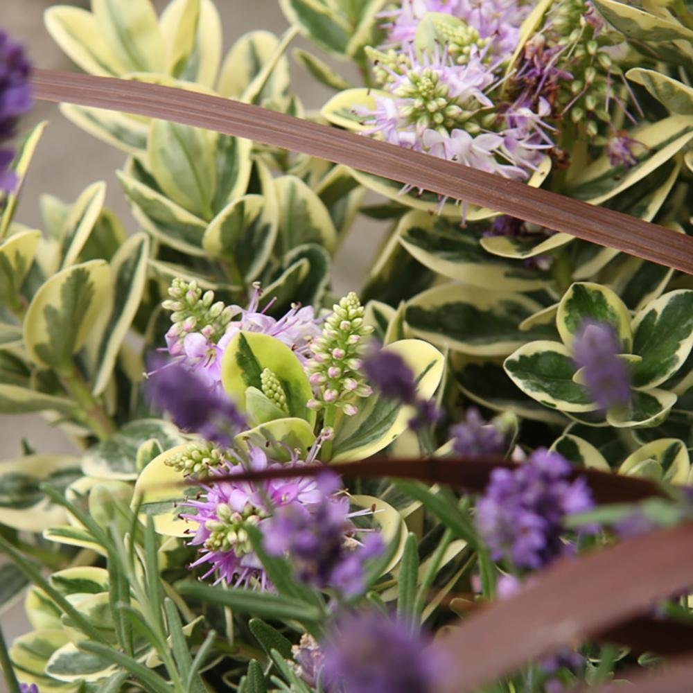 Hebe Addenda Tricolor