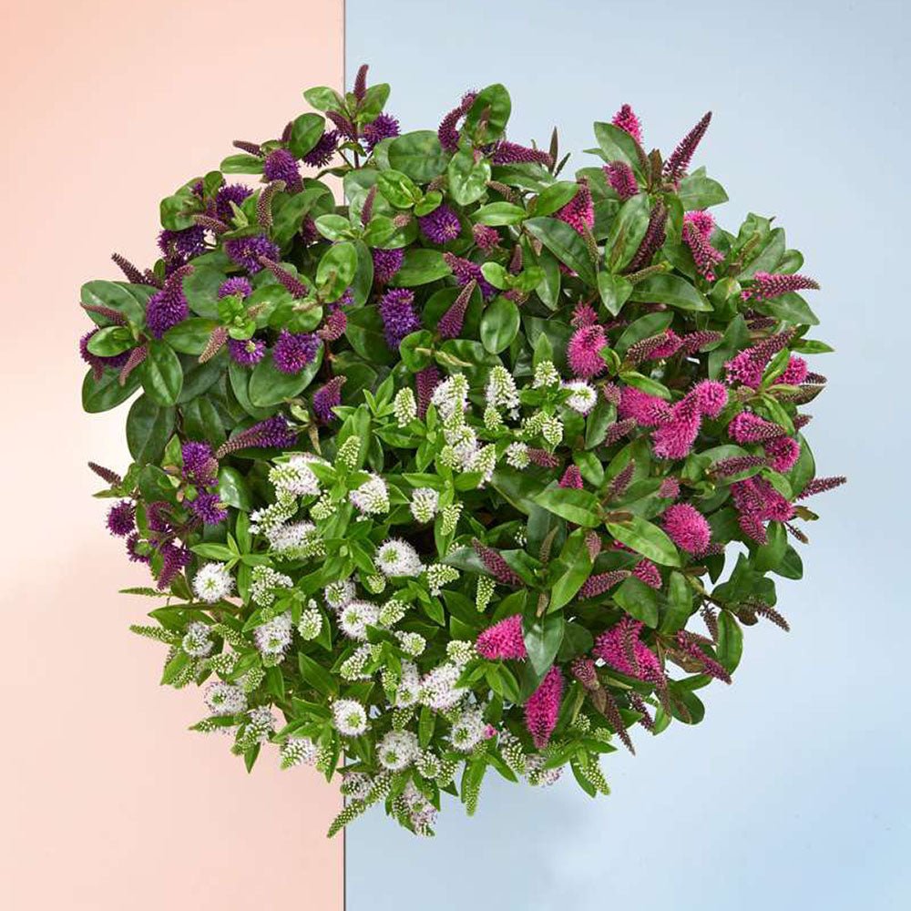 Hebe Addenda Trio- Tricolor