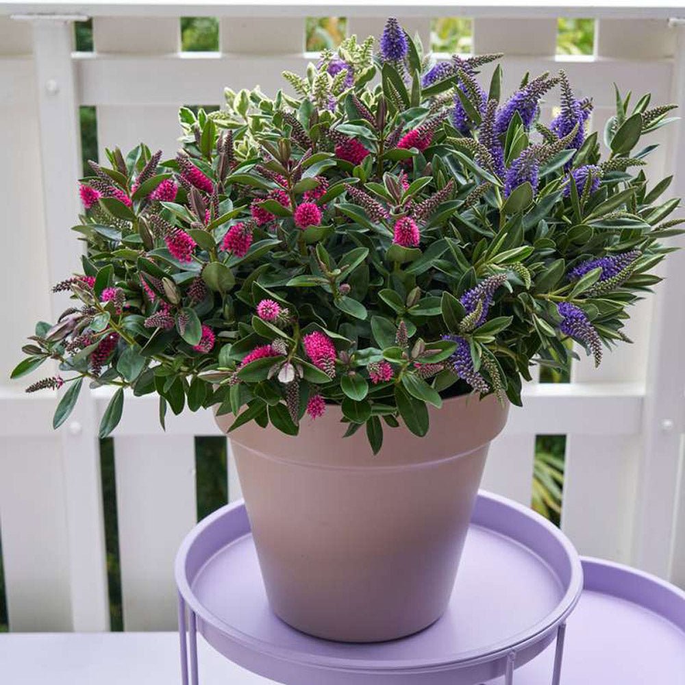 Hebe Addenda Trio- Tricolor