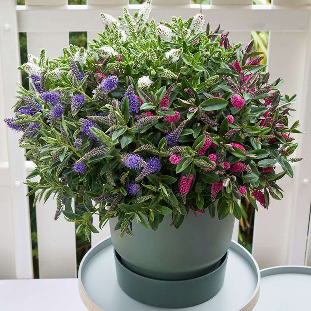 Hebe Addenda Trio- Tricolor