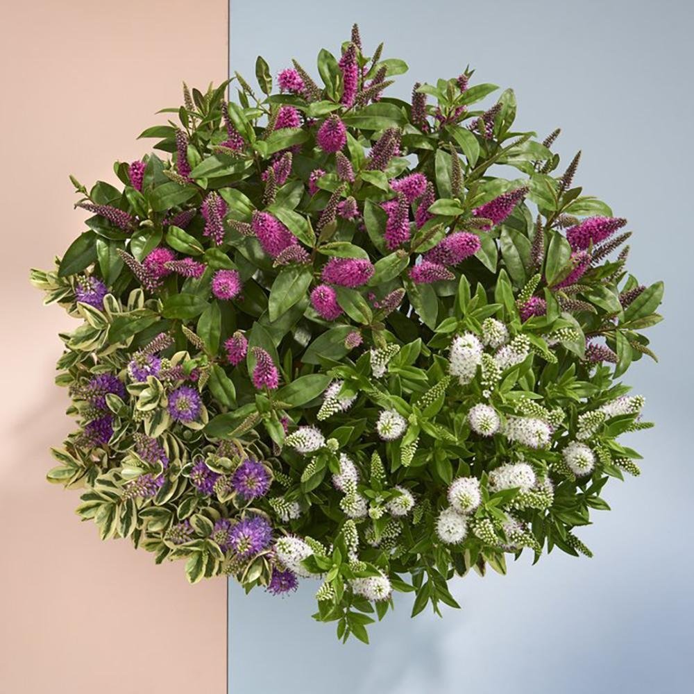 Hebe Addenda Trio- Tricolor