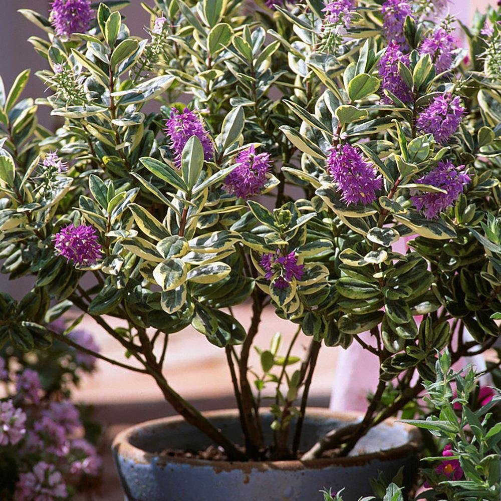 Hebe Andersonii Variegata