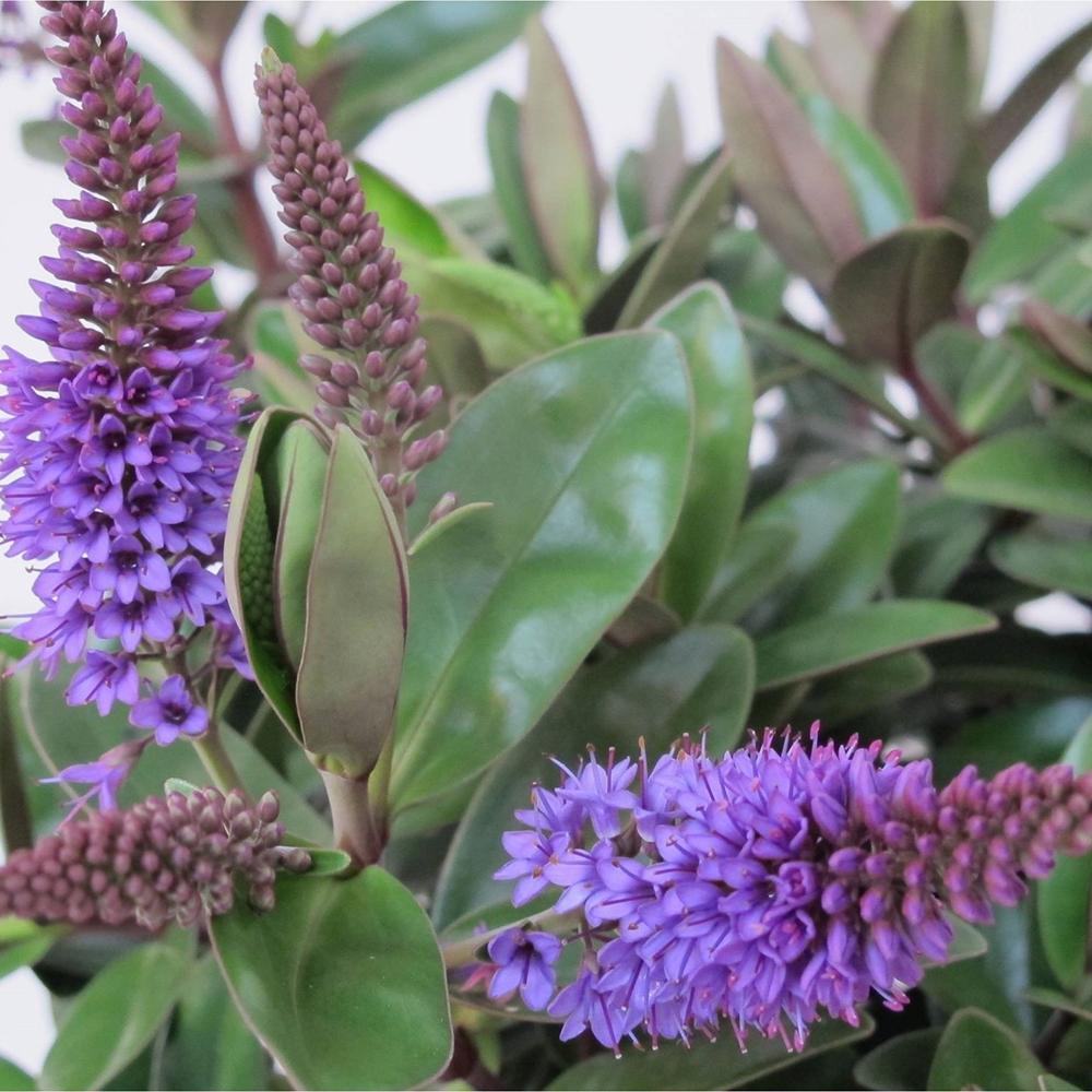 Hebe Donna Alexa, cu flori mov