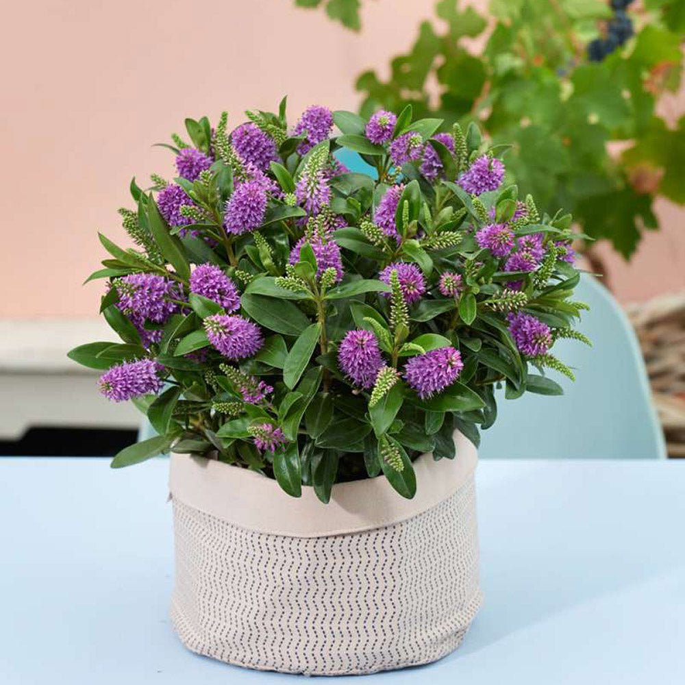 Hebe Donna Alexa, cu flori mov