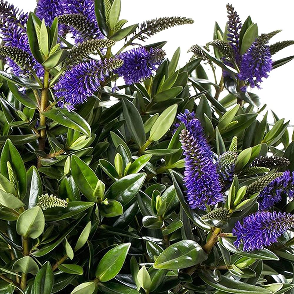 Hebe Donna Alexa, cu flori mov