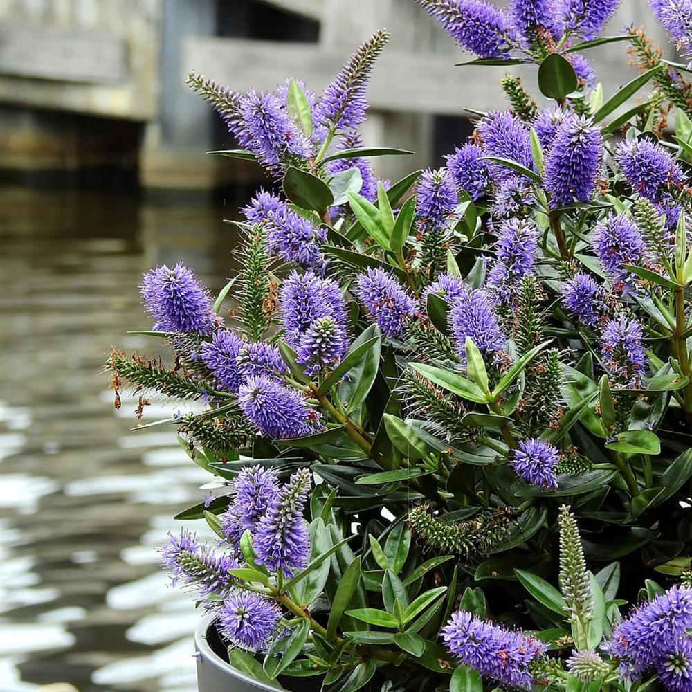 Hebe Donna Anna cu flori mov-albastre