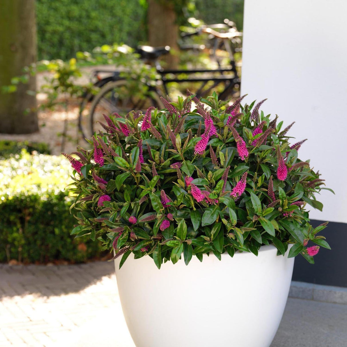 Hebe Donna Nikka, cu flori roz-inchis