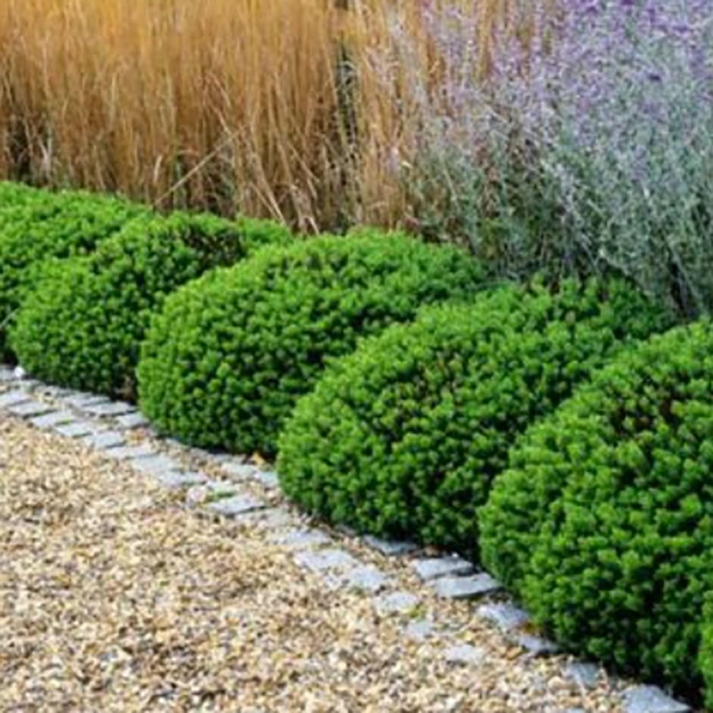 Hebe Globular verde Green Globe