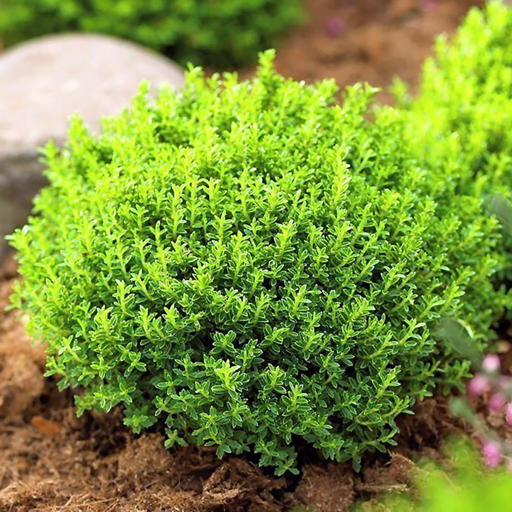 Hebe Globular verde Green Globe