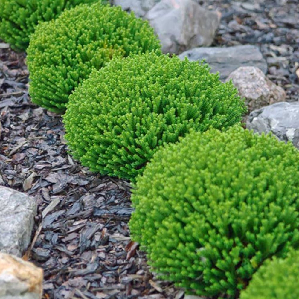 Hebe Globular verde Green Globe