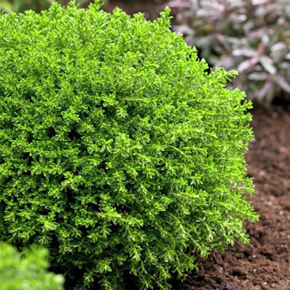 Hebe Globular verde Green Globe