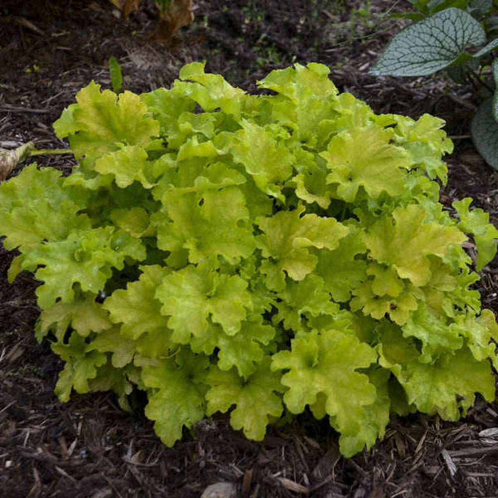 Clobotel purpuriu verde-rosu (Heuchera) Apple Twist, acoperitor de sol