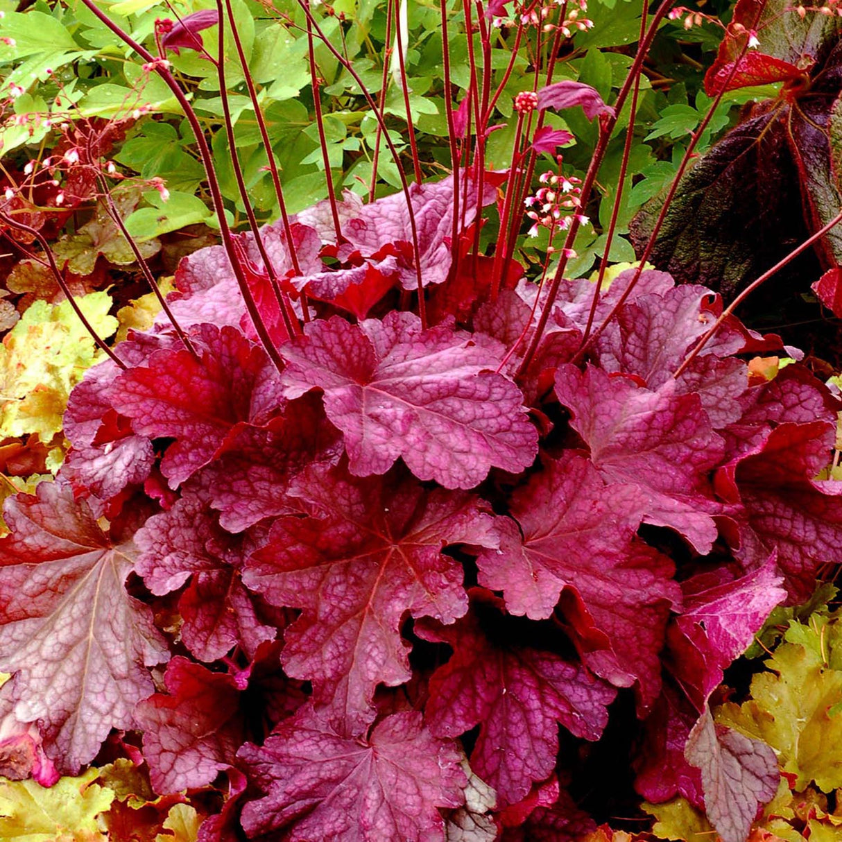 Clopotel purpuriu roz-inchis (Heuchera) Berry Smoothie, acoperitor de sol